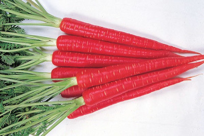 RUDAN Atomic Red Carrot Seed(2000 per packet)
