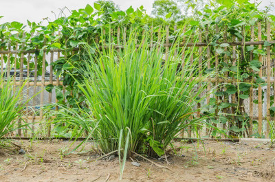 XYGEN नींबू घास (Cymbopogon/lemongrass) Herb Plant Seed(150 per packet)