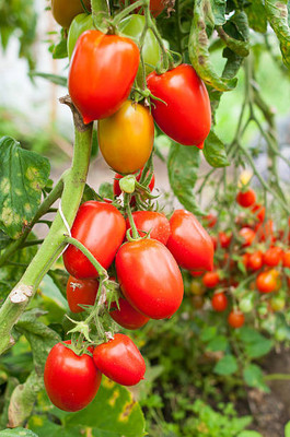 pottit tomato Seed(100 per packet)