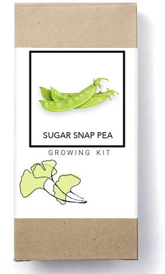 Biosnyg Sugar Snap Pea-[1000 Seeds] Seed(1000 per packet)