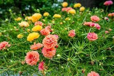 ibains Portulaca hybrid mixed flower seed Seed(77 per packet)