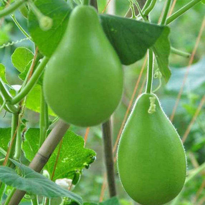 CYBEXIS Rare Vegetable in The Bottle Gourd400 Seeds Seed(400 per packet)