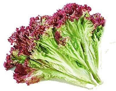 CYBEXIS Organic Hybrid Red Lettuce Seeds1000 Seeds Seed(1000 per packet)