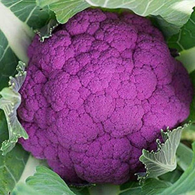 the green dotcom Gobi purple Seed(245 per packet)