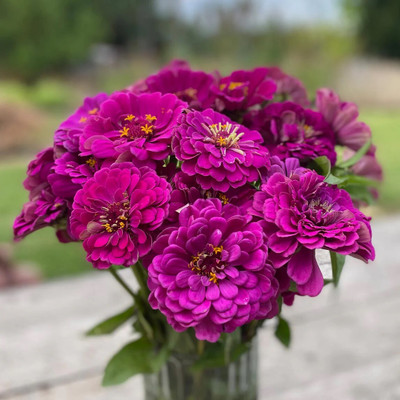 GREENSEA Multi colour Zinnia Flower Seed(27 per packet)