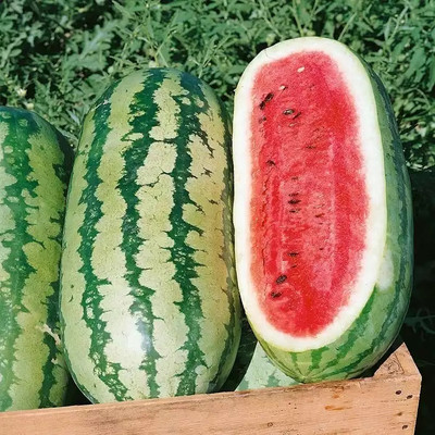 Quentova High quality sweet watermelon/तरबूज के बीज-GAV-5O Seed(150 per packet)