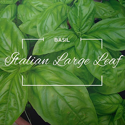CRGO BASIL , TULSI Seed(175 per packet)
