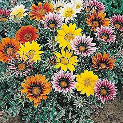 MAA Gazania Seed(24 per packet)