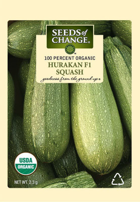CYBEXIS XL-29 - Certified Organic Hurakan F1 Squash - (675 Seeds) Seed(675 per packet)