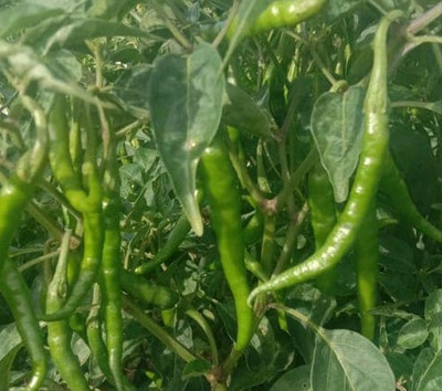 Quentova Chilly/Green Chilli/हरी मिर्च-8B-NCS Seed(250 per packet)