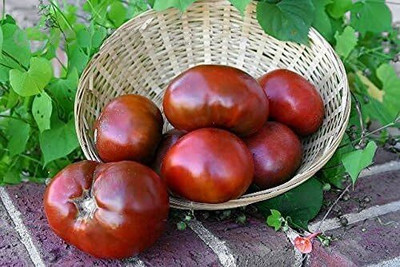 Qualtivate GXL-6AT Paul Robeson Tomato Seed(300 per packet)