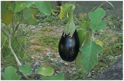 KNESSiN Early-Maturing Eggplant Brinjal Patio Baby ( Seeds) Seed(5000 per packet)