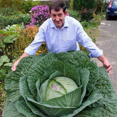 KNESSiN Cabbage Giant Russian Seed(200 per packet)