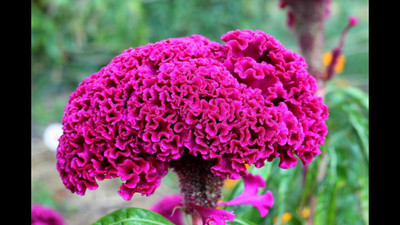 XOLDA Exotic cocksomb Seed(15 per packet)