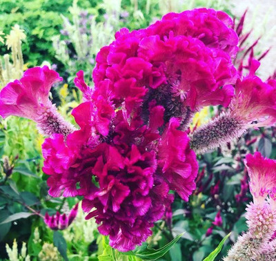 Flipkart SmartBuy Exotic Cockscomb Flower Mix Seed(50 per packet)