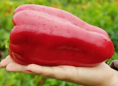 DIVINE CHILLI , PEPPER Seed(15 per packet)