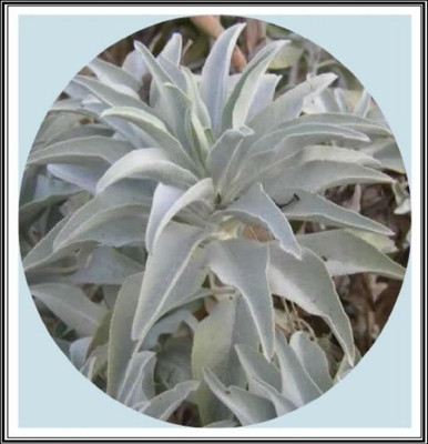Qualtivate VXL-3AT California White Sage Seed(100 per packet)