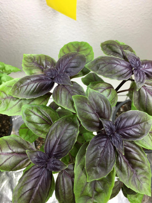 VibeX ® LXI-5 Amethyst Improved Basil Seed(1000 per packet)