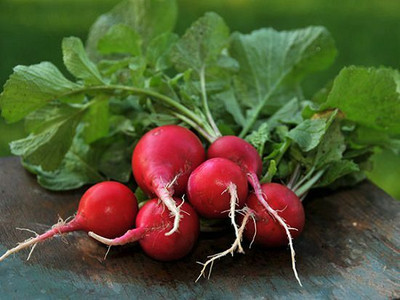 CYBEXIS Early Scarlet Globe Radish2400 Seeds Seed(2400 per packet)