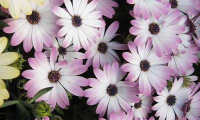 XOLDA Exotic cineraria Seed(32 per packet)
