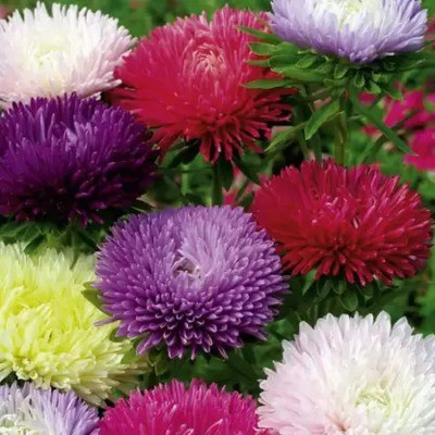 Aro Aster princes Seed(125 per packet)