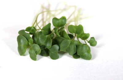 WILLVINE GBPUT -V BROCCOLI MICRO GREEN AND SPROUTING SEEDS [25g] Seed(7500 per packet)