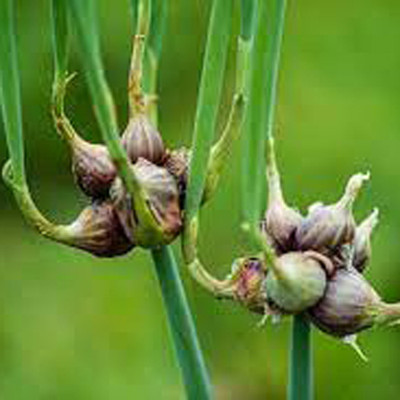 SREE Onion Seeds, Red Onion Seeds, Kanda, Peyaj, Onion Hybird Seed(130 per packet)