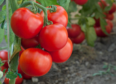 Cloud Farm tomato Seed(100 per packet)