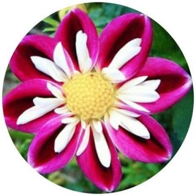 VibeX VVI-21 - Dahlia |Rare Red and White Point Dahlia - (60 Seeds) Seed(60 per packet)