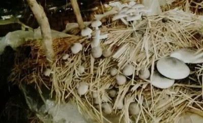 Aro Mushroom Seed(170 per packet)