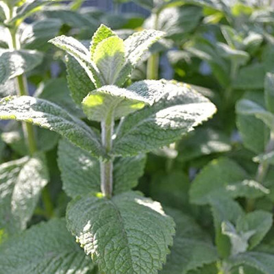 Qualtivate PUAS-6A Apple Mint Seeds Seed(200 per packet)