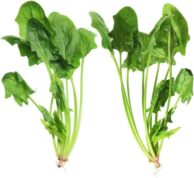 KNESSiN Spinach Seed(500 per packet)