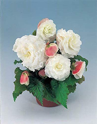 CYBEXIS XL-12 - Begonia Apple Blossom Annual - (90 Seeds) Seed(90 per packet)