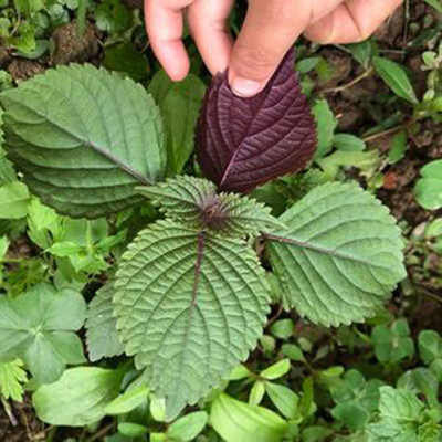 CYBEXIS Basil Perilla Seeds for Garden Purple1000 Seeds Seed(1000 per packet)