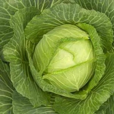 KNESSiN Cabbage Pusa Synthetic Seed(1250 per packet)