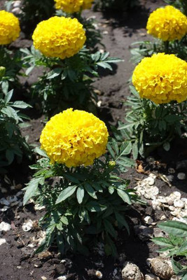 Rolimoli marigold/gende ka phool flower seeds Seed(75 per packet)