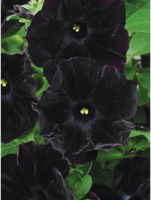 WHADE Petunia, Black Fur Seed(150 per packet)