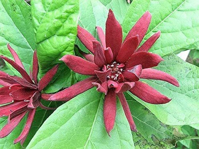 WILLVINE XLR-22 Red Sweetshrub Carolina Allspice Seed(50 per packet)