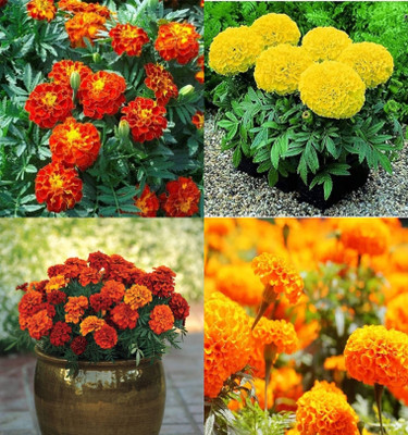 ibains Desi genda flower seeds pack of 79 Seed(39 per packet)