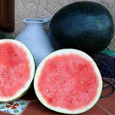 CYBEXIS LXI-56 - Harvest Moon less Watermelon - (1350 Seeds) Seed(1350 per packet)