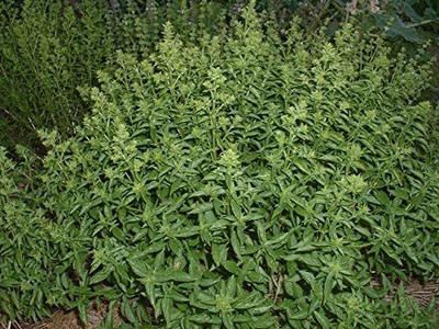 VibeX ® LXI-1 Fino Verde Little-Leafed Basil Seed(1000 per packet)
