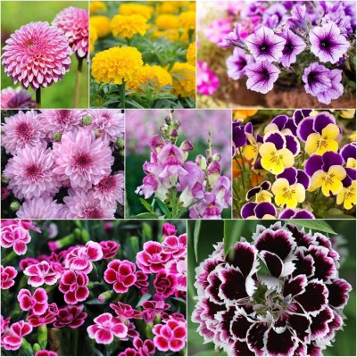 ibains Water flower seeds combo rain season Seed(37 per packet)