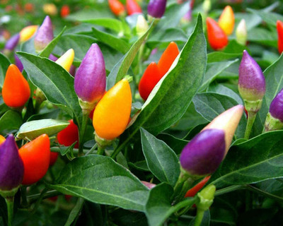 CYBEXIS Pepper Seeds Colorful Ornamental 2400 Seeds Seed(2400 per packet)