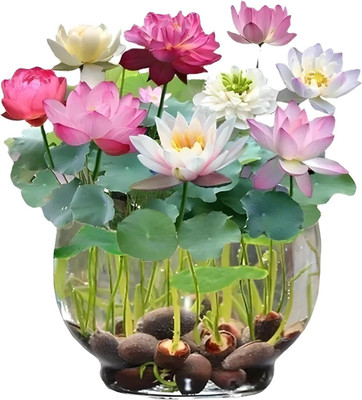 Rani Galleria All Season Exotic Lotus Mix Flower Seed(5 per packet)