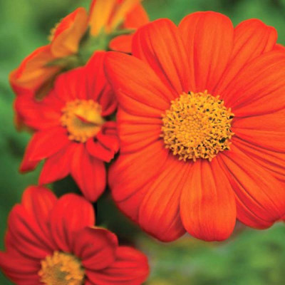 MWHY TORCH TITHONIA Seed(25 per packet)