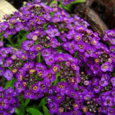 VINGTON ALYSSUM Violet Queen - Lobularia maritima Seed(80 per packet)