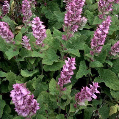CYBEXIS Salvia Sclarea Seeds Seed(50 per packet)