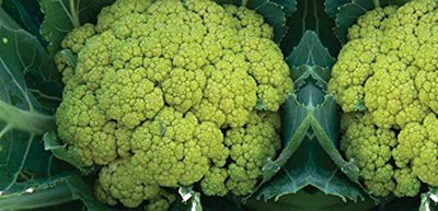 Aywal F1 Hybrid Green Cauliflower Vegetable Seed(15 per packet)