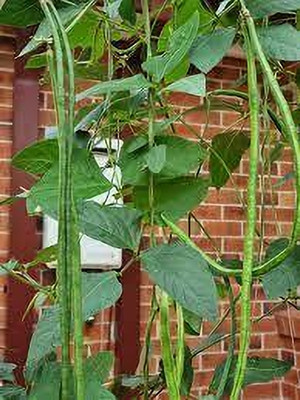 AMAJIT Snake beans/Yard long beans/Barbati seeds Vegetable Hybrid(20) Seed(20 per packet)