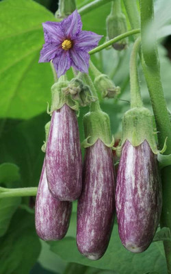 BDSresolve Bengan seeds hybrid PACK OF 39 Seed(39 per packet)